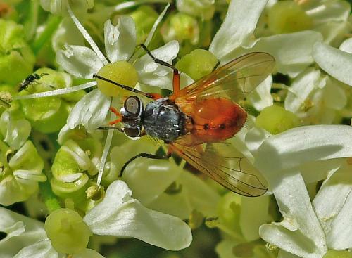 Subclytia rotundiventris